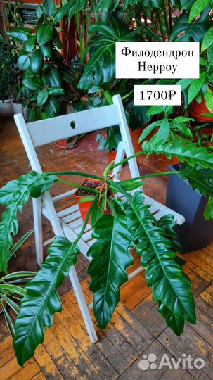 Филодендроны разные