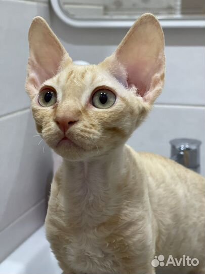 Котята девон-рекс