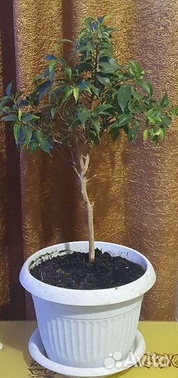 Фикус бенджамина