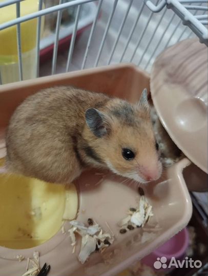 Сирийский хомяк