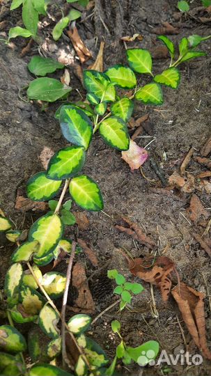 Барвинок minor illumination