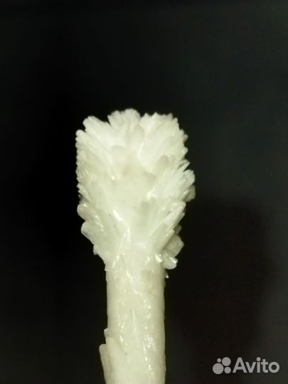 Ветка арагонита