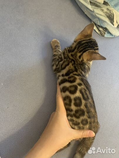 Бенгальские котята