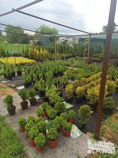 Туи Ели Сосны