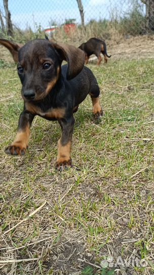 Отдам. Такса