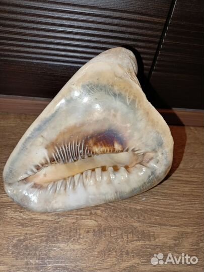 Ракушка перламутр крупная