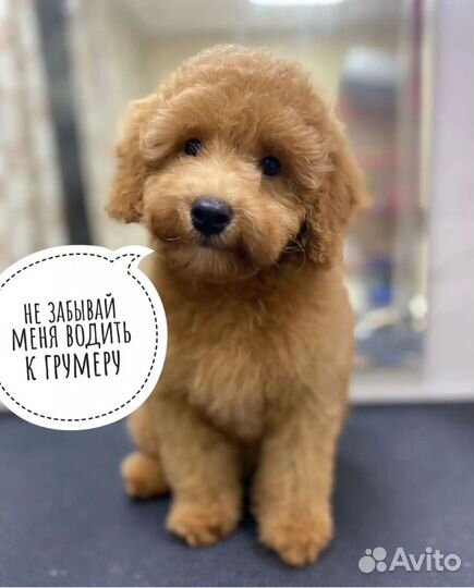 Груминг собак в салоне