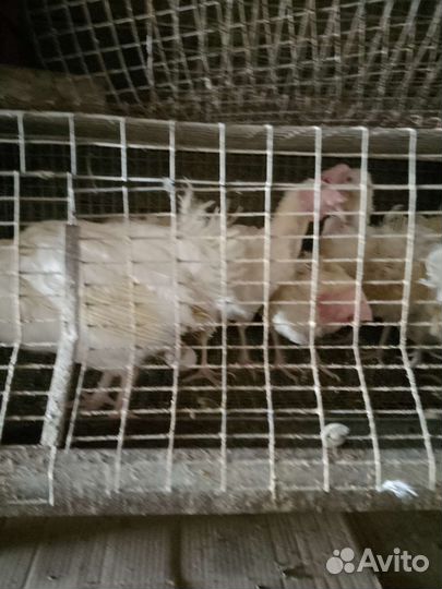 Куры несушки