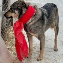 Взрослый пёс в добрые руки