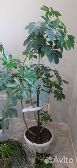 Шефлера и Фикус бенджамина