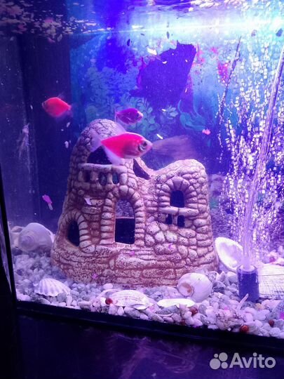 Аквариум с рыбками 35 литров