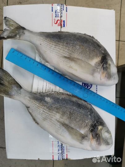 Рыба свежемороженая с доставкой на дом