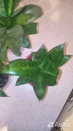 Сансевиерия Ханни