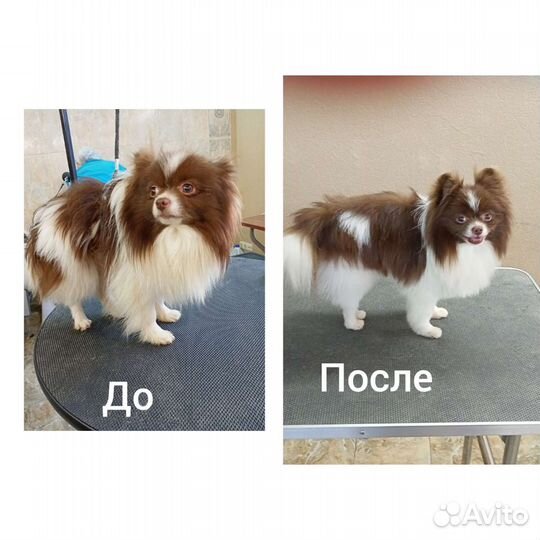 Уход за животными, грумминг,стрижка собак и кошек