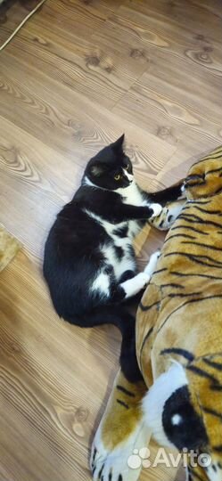 Кот в добрые руки