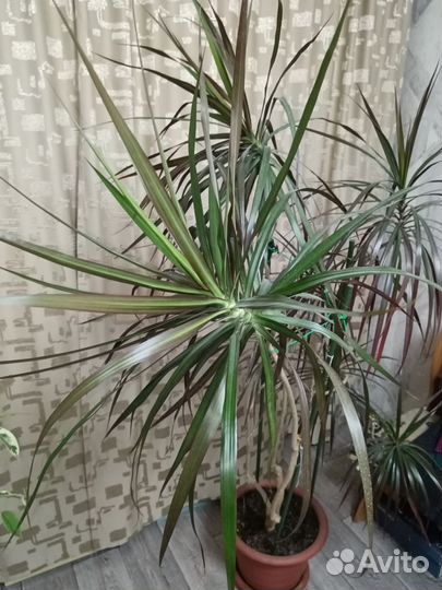 Пальма драцена