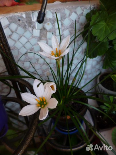 Зефирантес(Выскочка) Белая