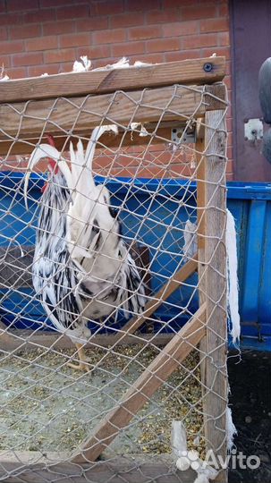 Продажа петухов