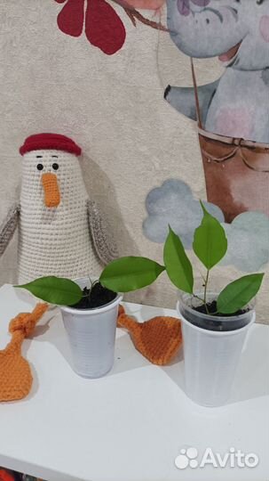 Фикус Бенджамина голд