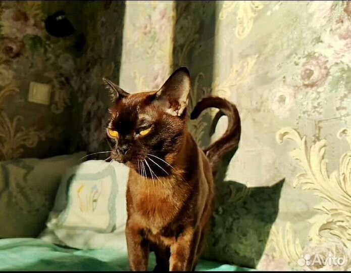 Котята европейской бурмы