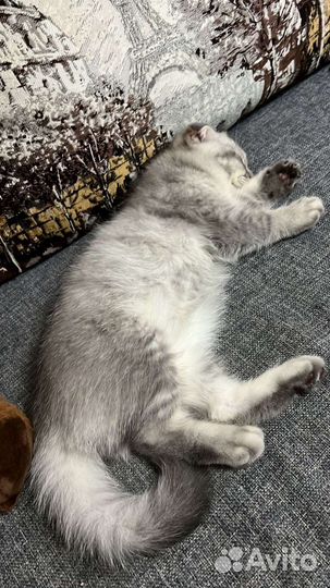 Шотландский вислоухий котик(серебристая шиншилла)
