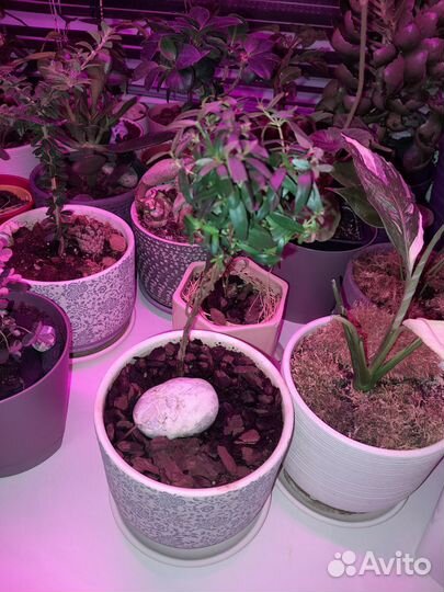 Фикус, мирт,гранат