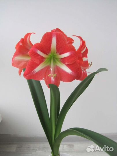 Гиппиаструм