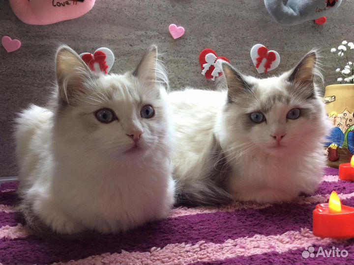 Котята рэгдолла