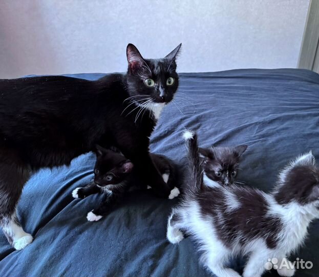 Котята в добрые руки мальчики