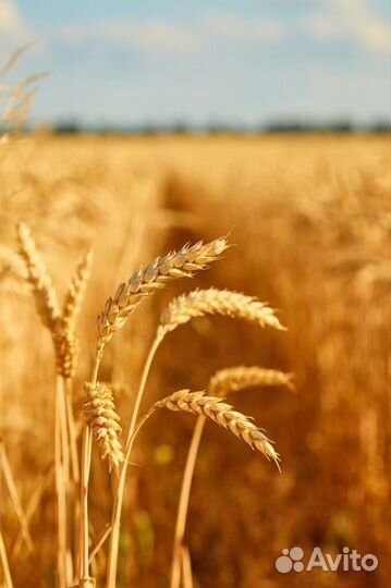 Продам пшеницу семенную