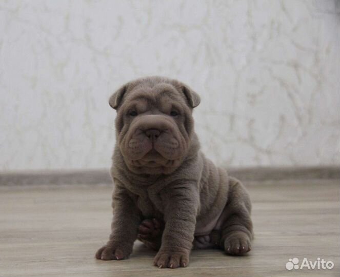 Сказочные детки