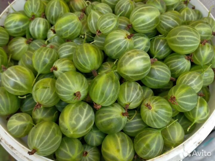 Крыжовник ягоды