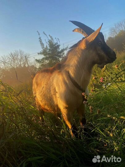 Козы и козлята