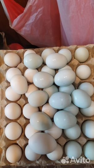 Яйца инкубационные