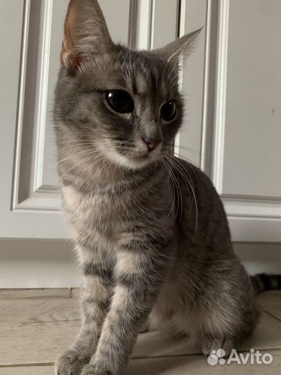 Кошка в дар бесплатно