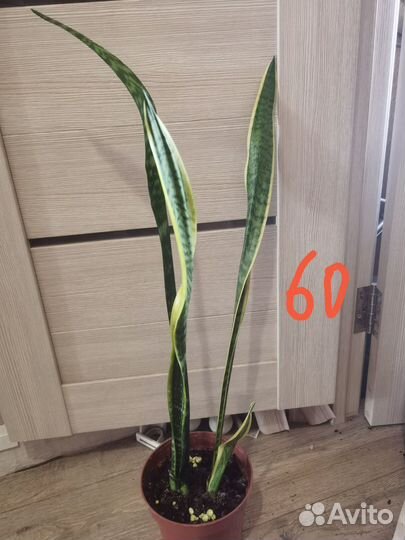 Сансевиерия