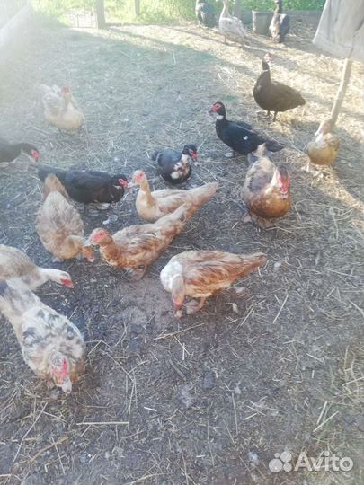 Индоутки+яйца утиные и куриные