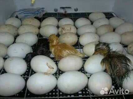 Инкубационные яйца ути гуси куры индюки