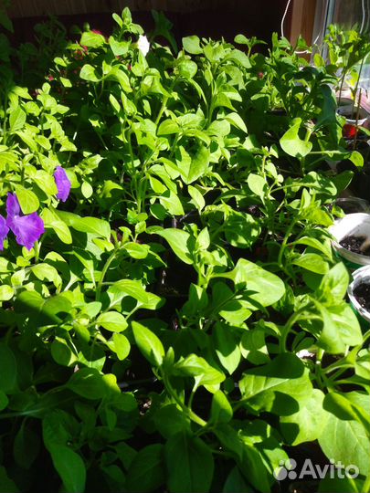 Петуния, лобелия