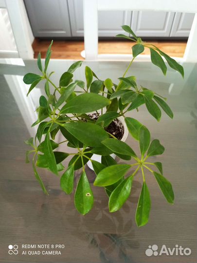 Комнатные растения