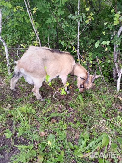 Камерунские козы