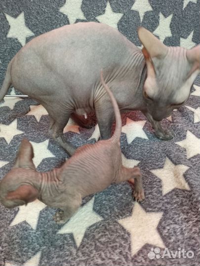 Донской сфинкс котята