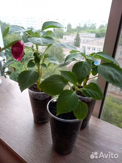 Бальзамин махровый