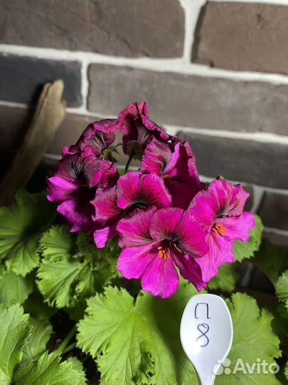 Пеларгонии укорененные черенки