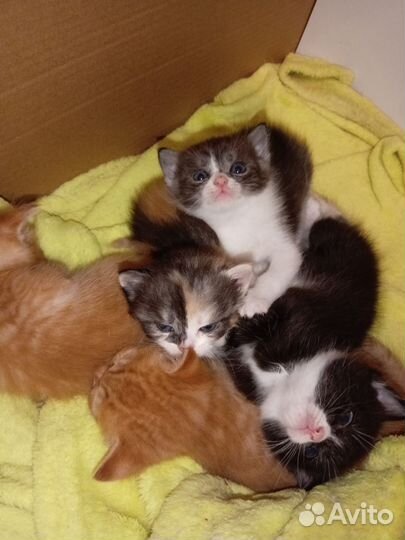 Котята в добрые руки 1 месяц