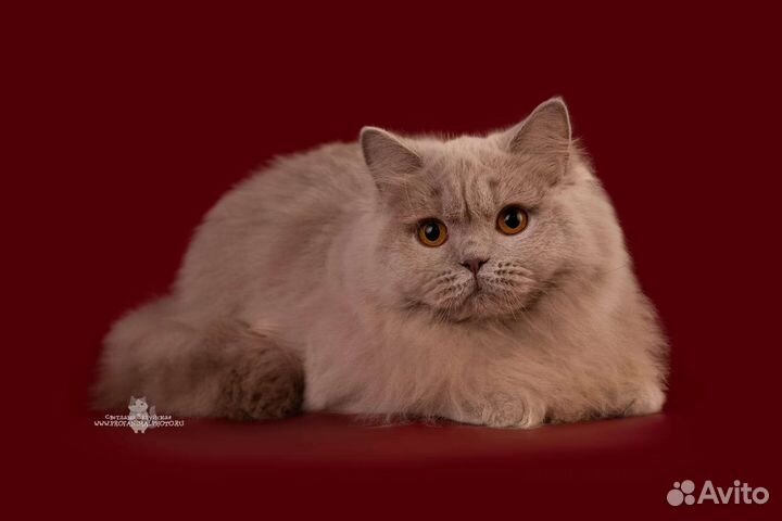 Британская длинношерстная кошка