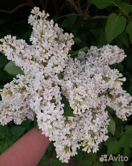 Сирень белая