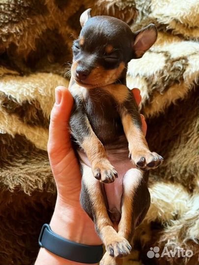 Щенки русского Той-терьера