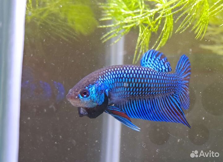 Alien Betta (рыбка петушок -гибрид)