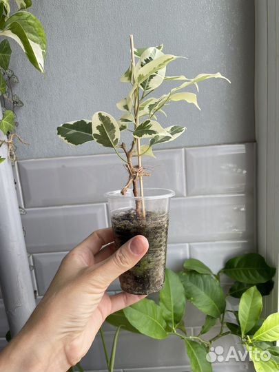 Фикус бенджамина